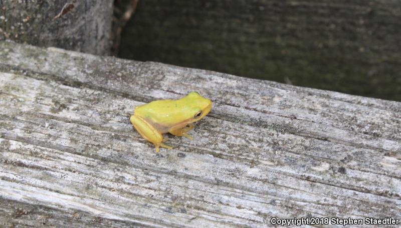 Squirrel Treefrog (Hyla squirella)