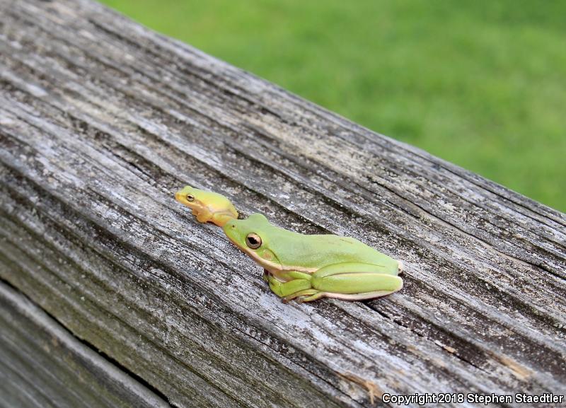 Squirrel Treefrog (Hyla squirella)