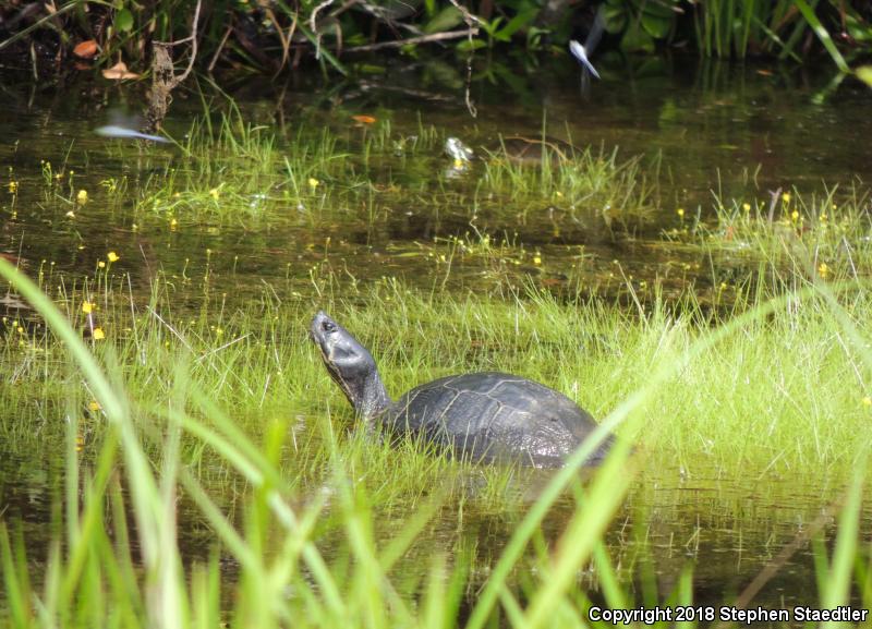 Yellow-bellied Slider (Trachemys scripta scripta)