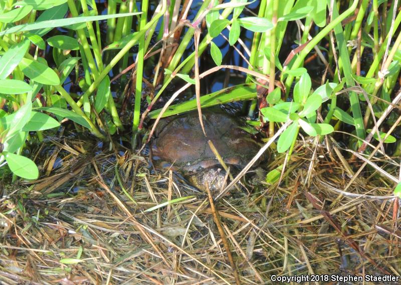 Eastern Mud Turtle (Kinosternon subrubrum subrubrum)