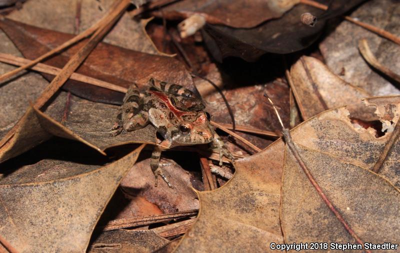 Southern Cricket Frog (Acris gryllus)