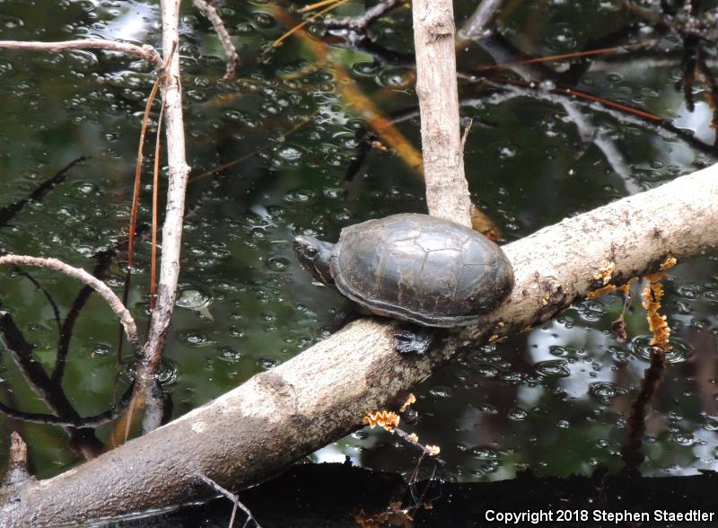 Striped Mud Turtle (Kinosternon baurii)