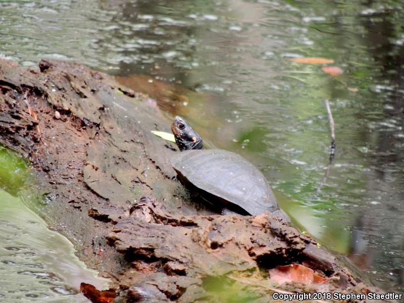 Spotted Turtle (Clemmys guttata)