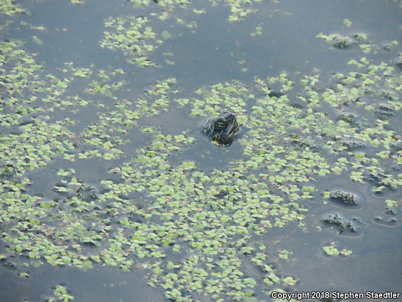 Northern Red-bellied Cooter (Pseudemys rubriventris)