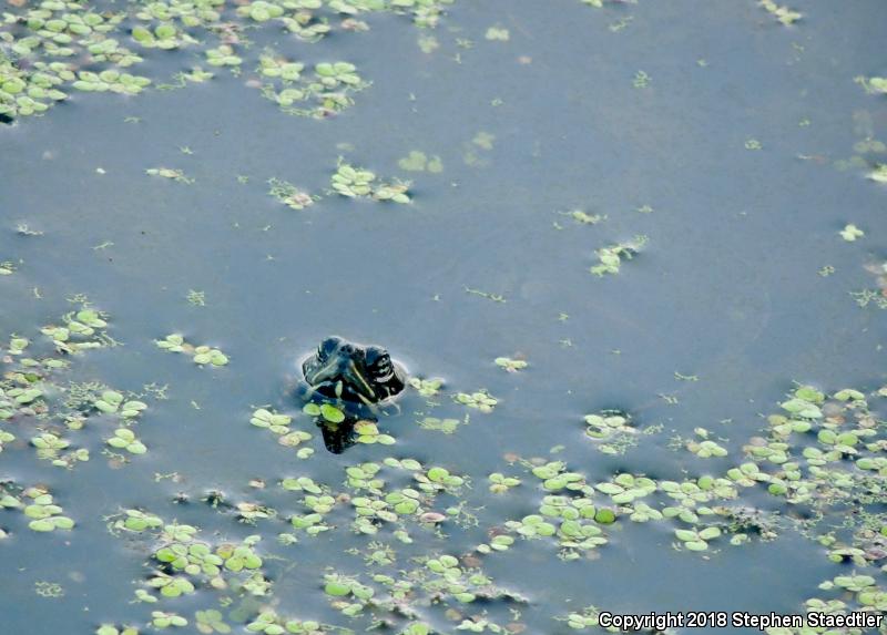 Northern Red-bellied Cooter (Pseudemys rubriventris)