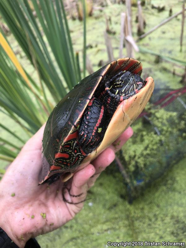 Midland Painted Turtle (Chrysemys picta marginata)