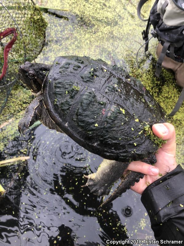 Eastern Snapping Turtle (Chelydra serpentina serpentina)