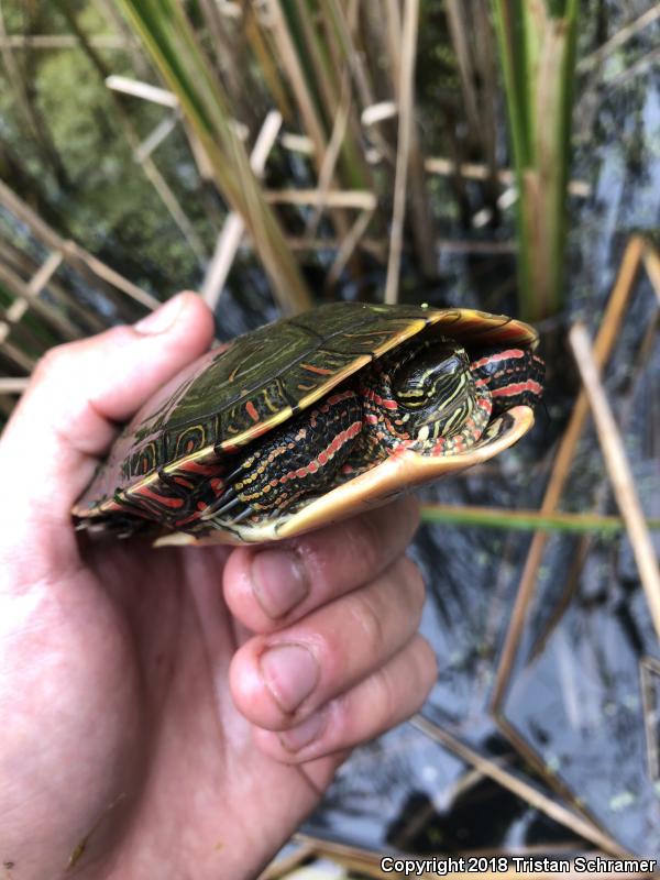 Midland Painted Turtle (Chrysemys picta marginata)