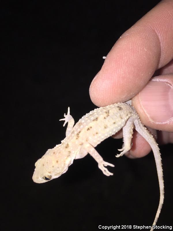 Rough-tailed Gecko (Cyrtopodion scabrum)