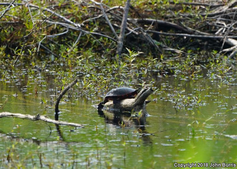 Midland Painted Turtle (Chrysemys picta marginata)