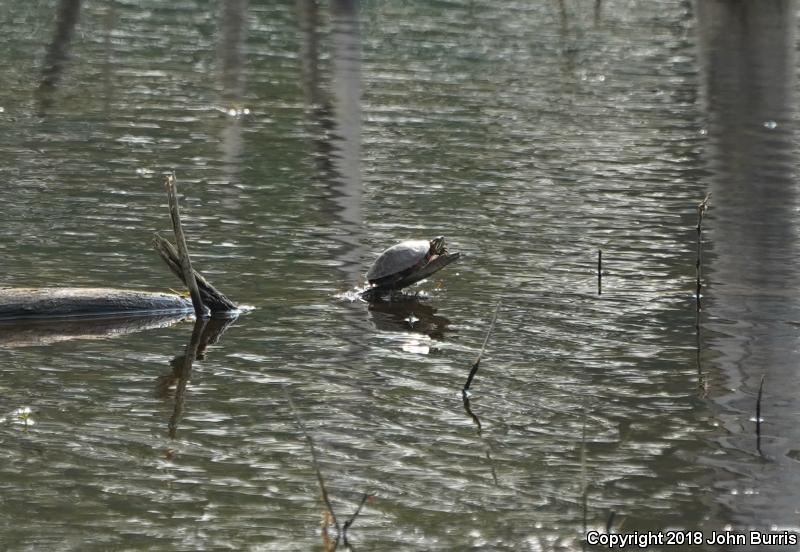 Midland Painted Turtle (Chrysemys picta marginata)