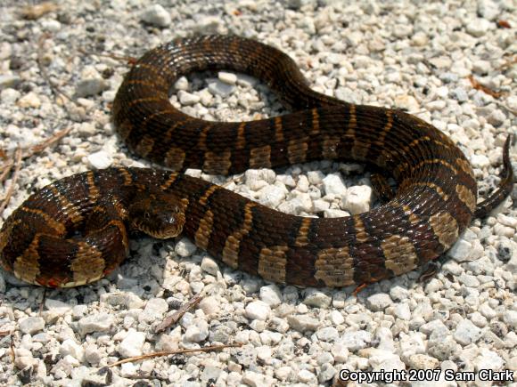 Northern Watersnake (Nerodia sipedon sipedon)