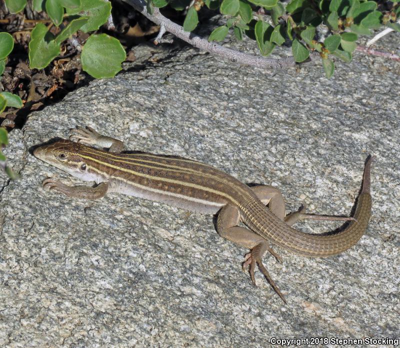 Gila Spotted Whiptail (Aspidoscelis flagellicauda)