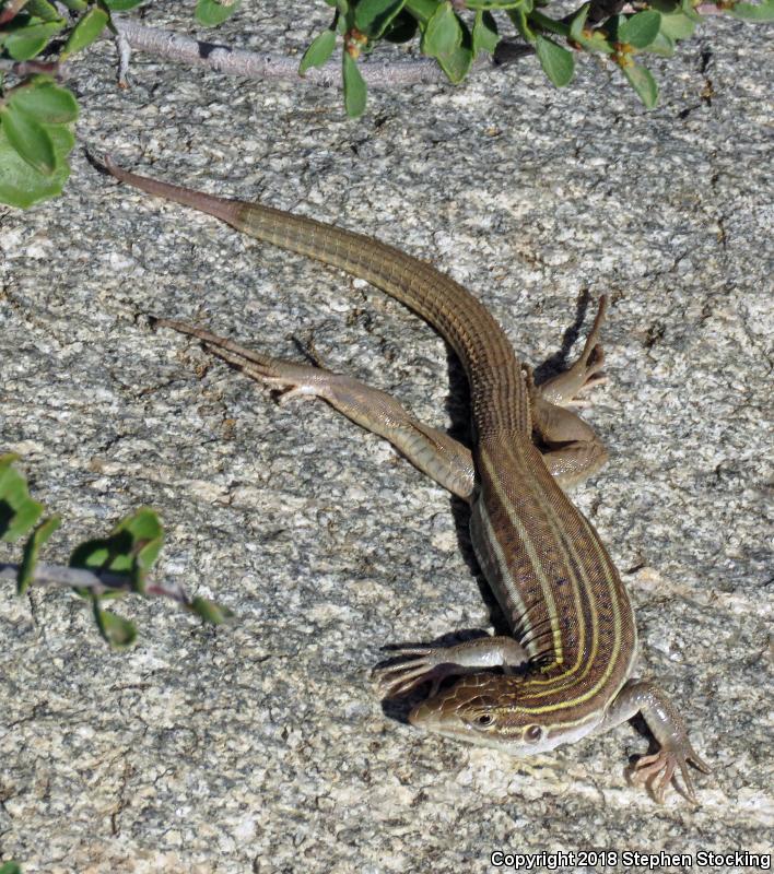 Gila Spotted Whiptail (Aspidoscelis flagellicauda)