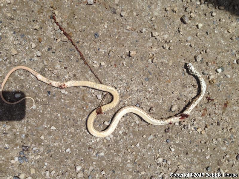 Red Racer (Coluber flagellum piceus)