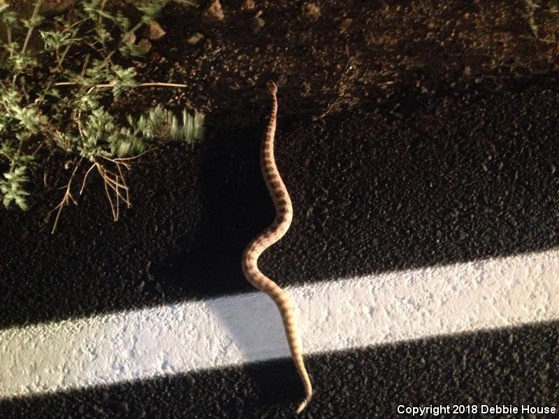 Panamint Rattlesnake (Crotalus stephensi)