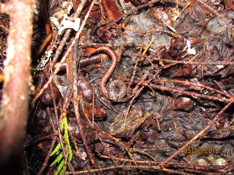 Oregon Slender Salamander (Batrachoseps wrightorum)