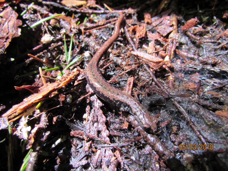 Oregon Slender Salamander (Batrachoseps wrightorum)