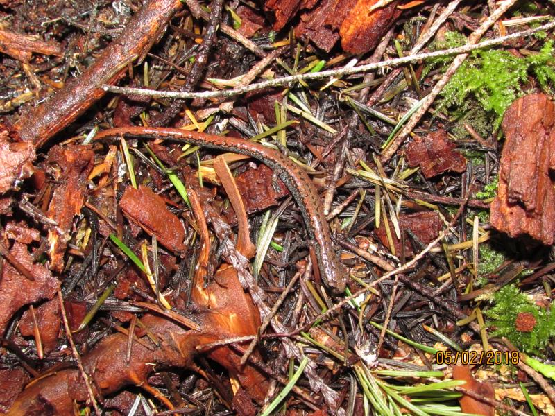 Oregon Slender Salamander (Batrachoseps wrightorum)