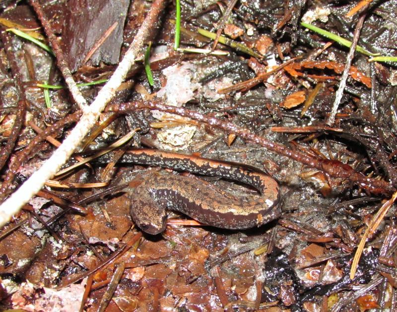 Oregon Slender Salamander (Batrachoseps wrightorum)