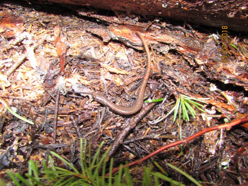 Oregon Slender Salamander (Batrachoseps wrightorum)