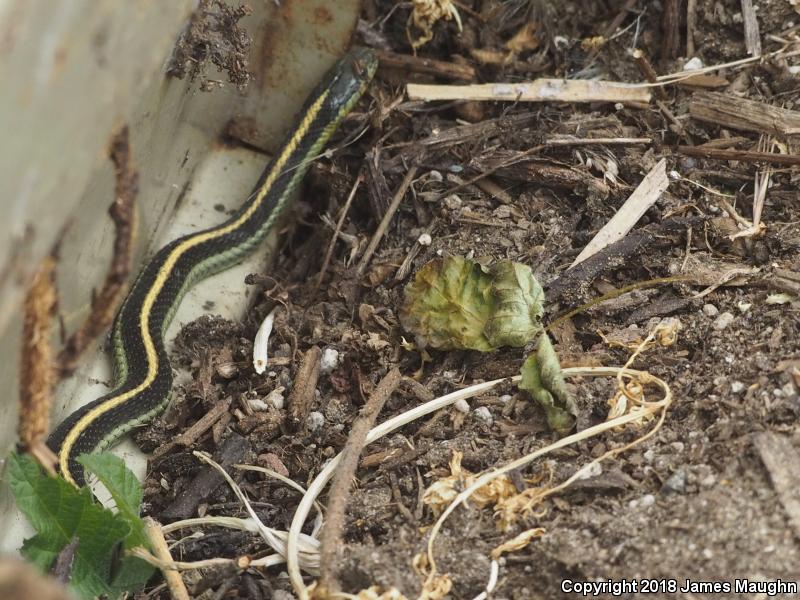 Santa Cruz Gartersnake (Thamnophis atratus atratus)