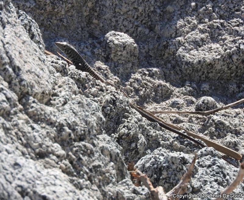 Coastal Whiptail (Aspidoscelis tigris stejnegeri)