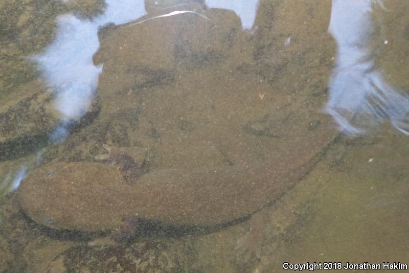 Coastal Giant Salamander (Dicamptodon tenebrosus)