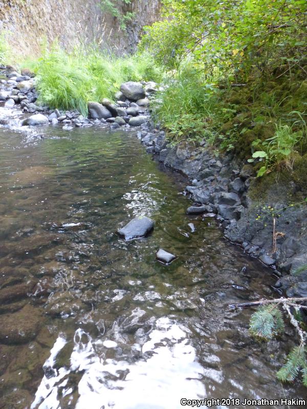 Coastal Giant Salamander (Dicamptodon tenebrosus)