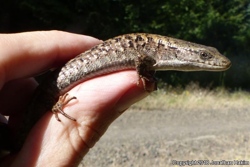 Northwestern Alligator Lizard (Elgaria coerulea principis)