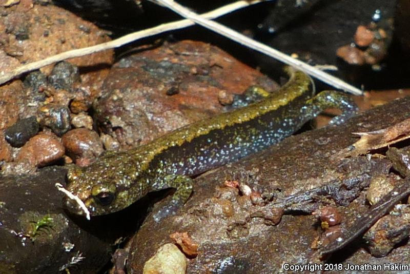 Dunn's Salamander (Plethodon dunni)