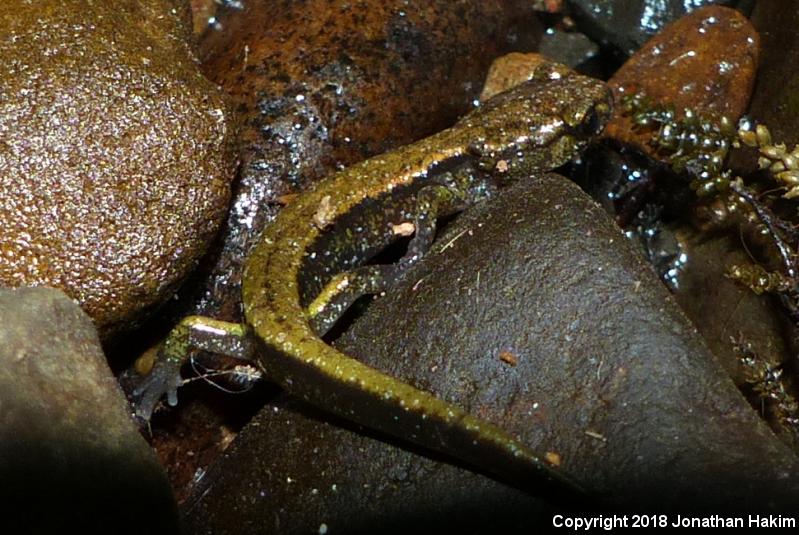 Dunn's Salamander (Plethodon dunni)