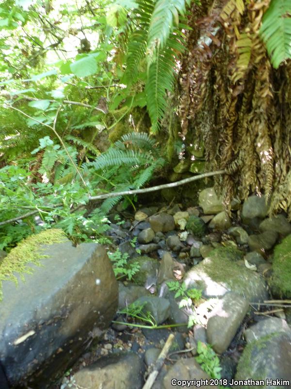 Dunn's Salamander (Plethodon dunni)