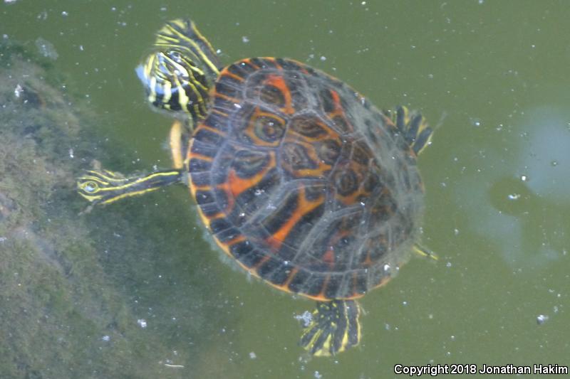 Florida Red-bellied Cooter (Pseudemys nelsoni)