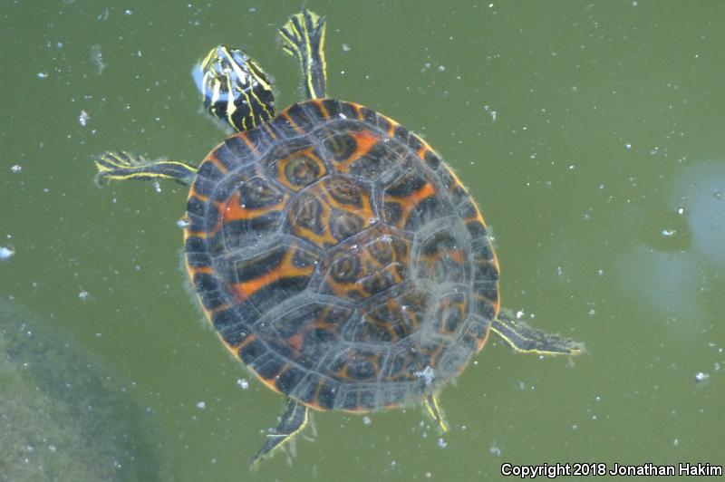 Florida Red-bellied Cooter (Pseudemys nelsoni)