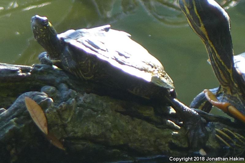 Ouachita Map Turtle (Graptemys ouachitensis)