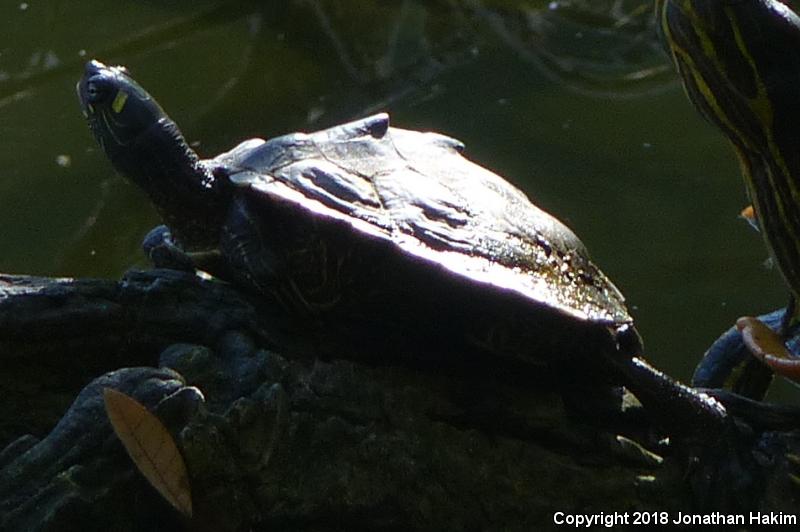 Ouachita Map Turtle (Graptemys ouachitensis)