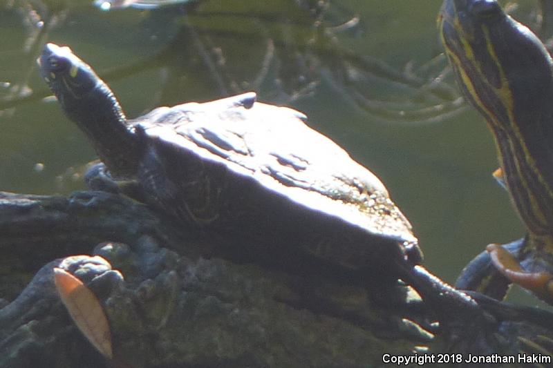 Ouachita Map Turtle (Graptemys ouachitensis)