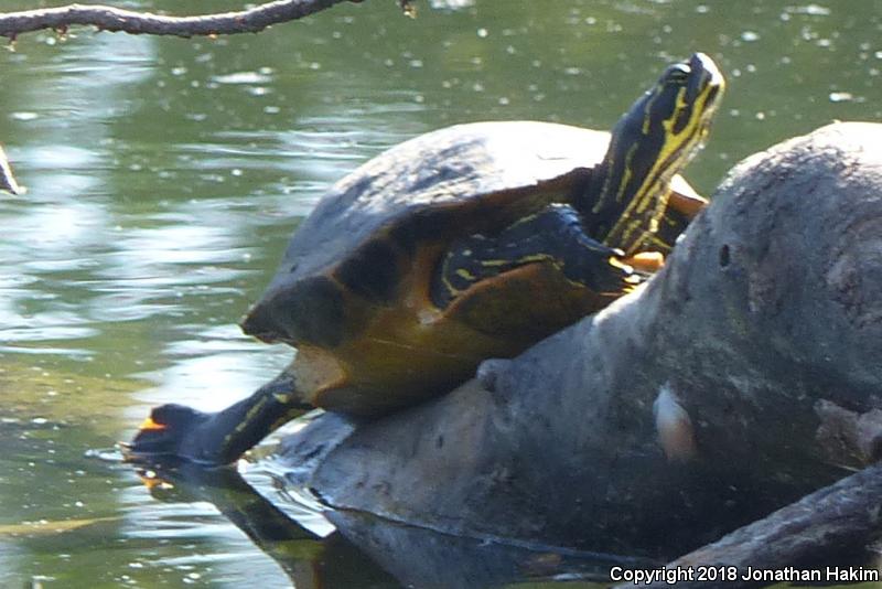 Cooters (Pseudemys)