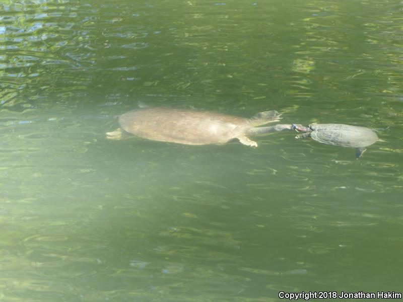 North American Softshells (Apalone)