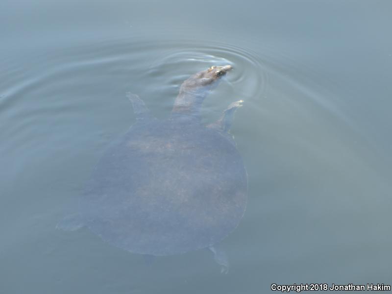 North American Softshells (Apalone)