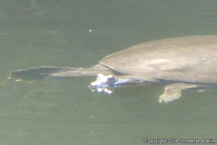 North American Softshells (Apalone)