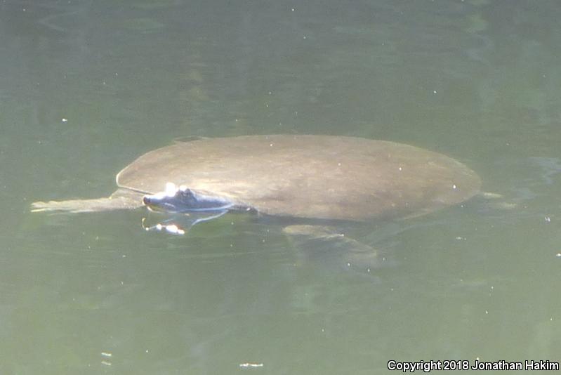 North American Softshells (Apalone)