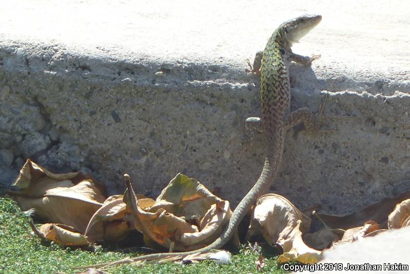 Italian Wall Lizard (Podarcis sicula)