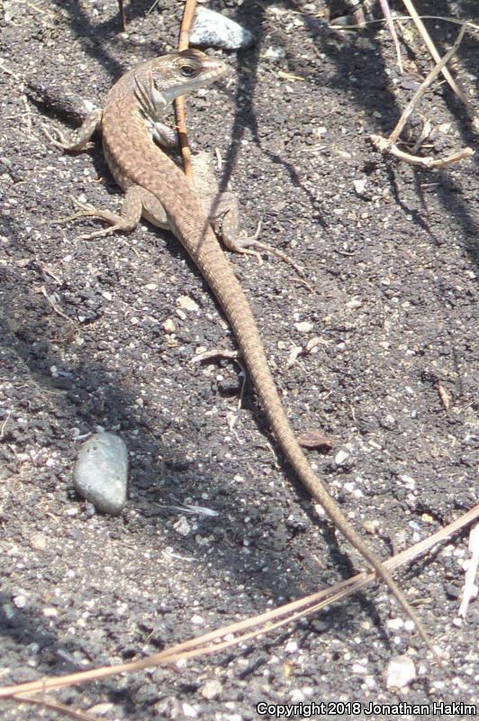 Italian Wall Lizard (Podarcis sicula)