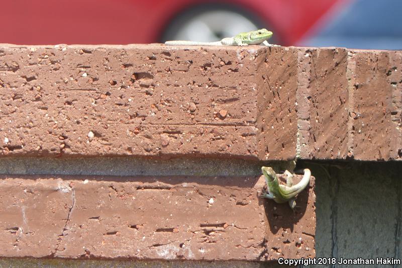 Italian Wall Lizard (Podarcis sicula)