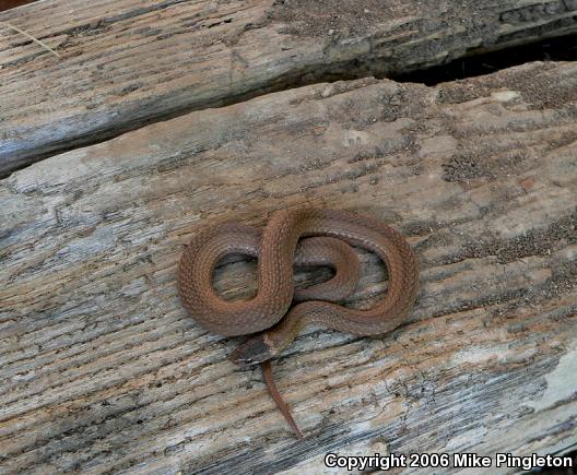 Northern Red-bellied Snake (Storeria occipitomaculata occipitomaculata)