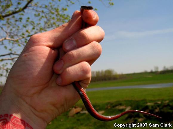 Northern Red-bellied Snake (Storeria occipitomaculata occipitomaculata)