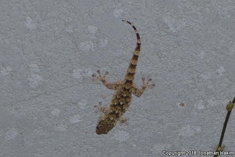 Moorish Wall Gecko (Tarentola mauritanica)