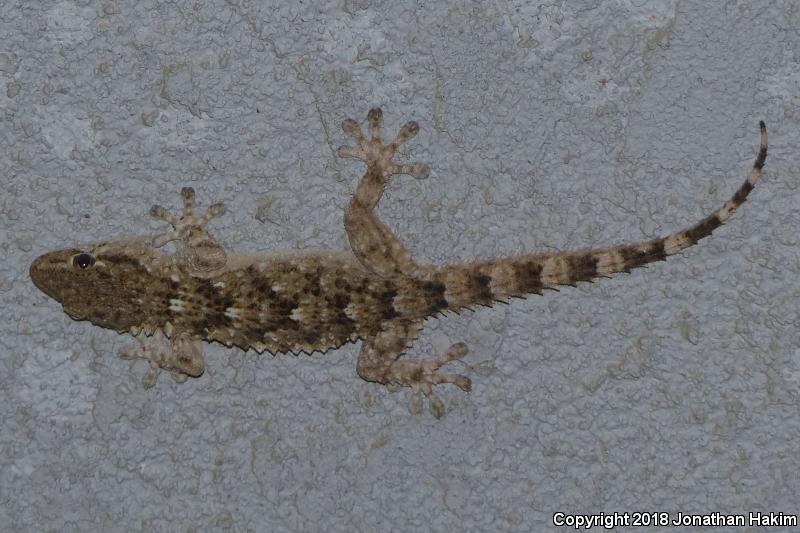 Moorish Wall Gecko (Tarentola mauritanica)